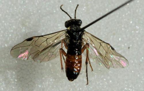 Aglaostigma aucupariae